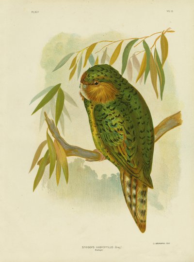 Kakapo, 1891 von Gracius Broinowski